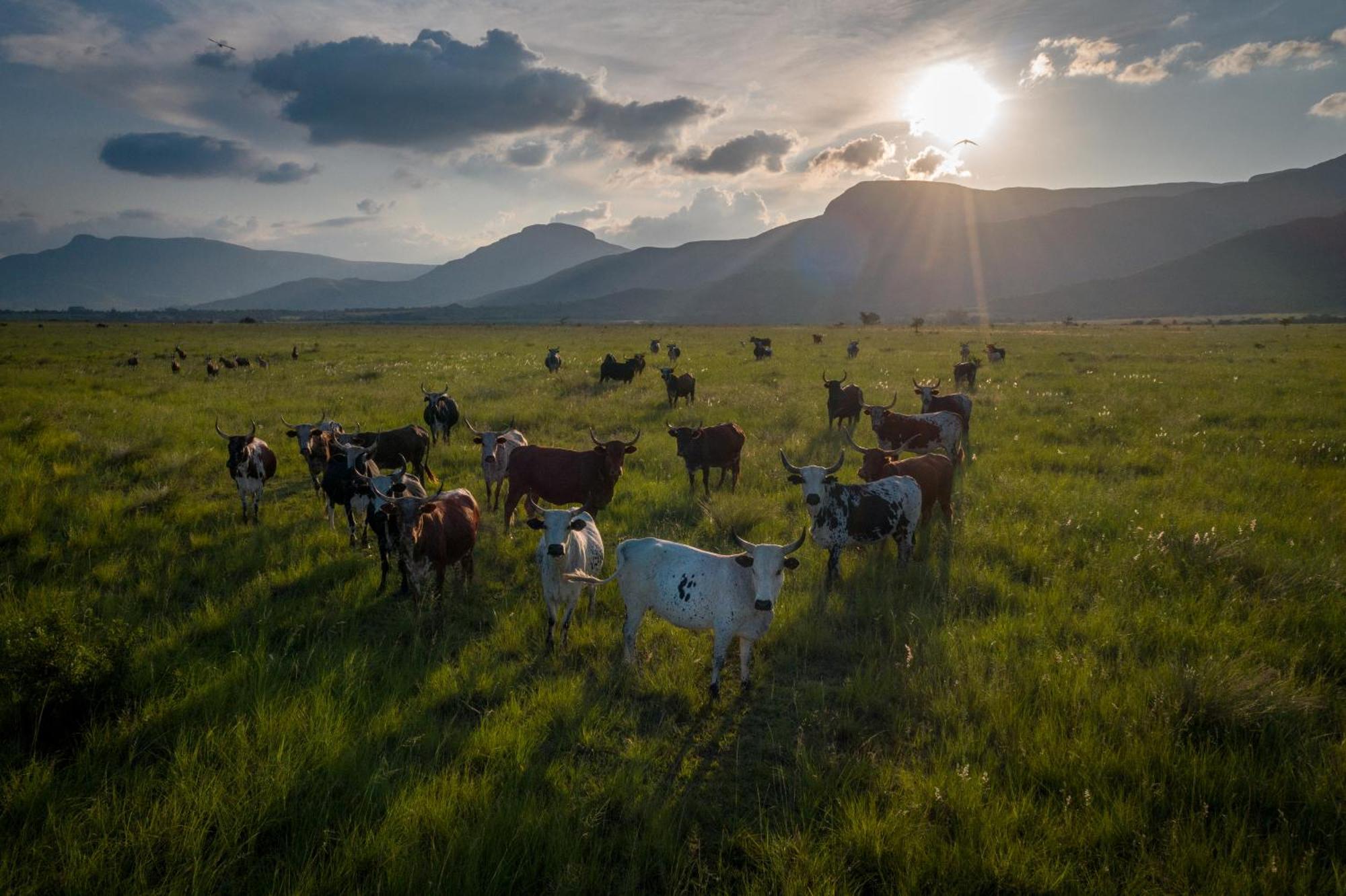 The Cowshed Villa Lydenburg Luaran gambar